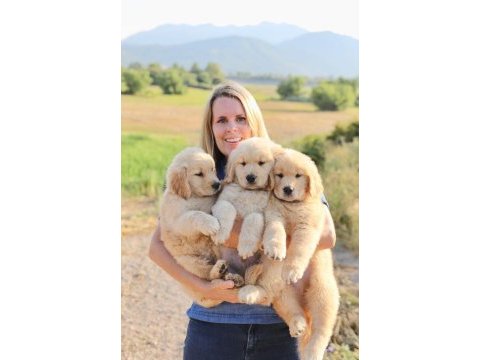 Golden retriever yavrular istenirse kapınıza teslim