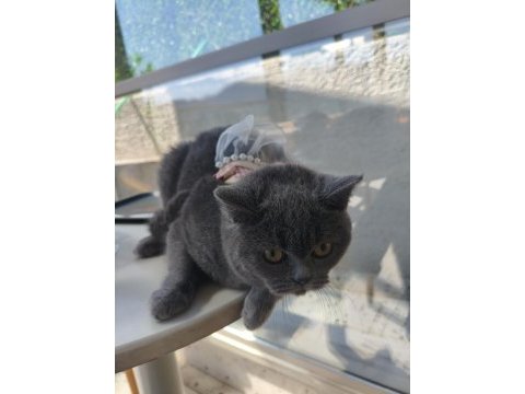 British shorthair 10 aylık