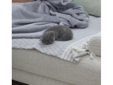 Safkan british shorthair