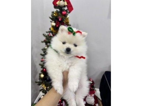 Üst kalite pomeranian yavrumuz