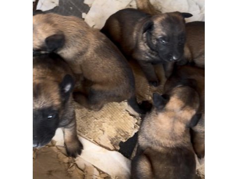 Irkının özelliklerini taşıyan belçika malinois