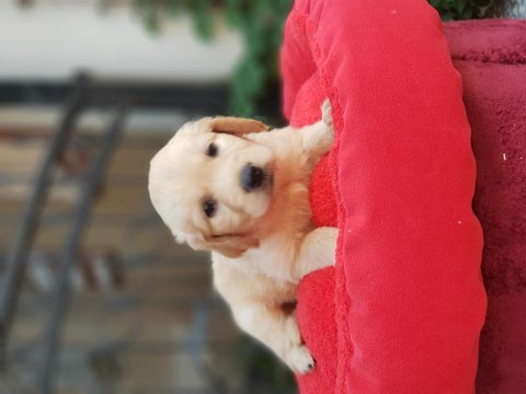 60 günlük orjinal golden retriever yavrular