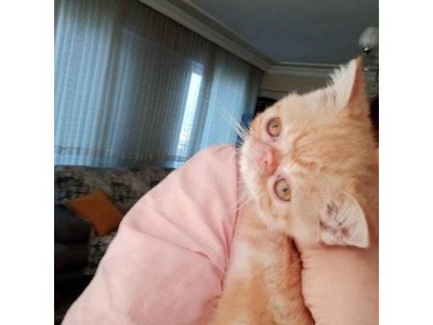 Exotic shorthair burun, şov kalite