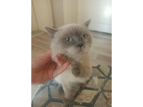 Blue point british shorthair