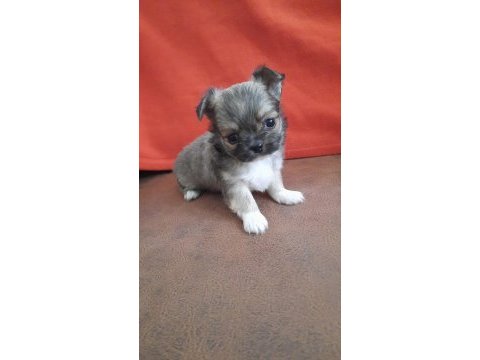 Biblo gibi chihuahua yavrular