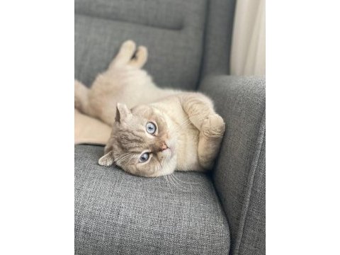 British shorthair
