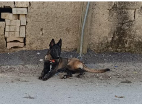 Belçika kurdumuz
