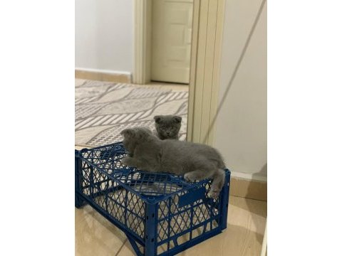Her cins kedi bulunur