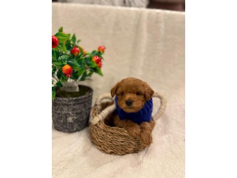 Aşılı maltipoo yavrularda kampanya