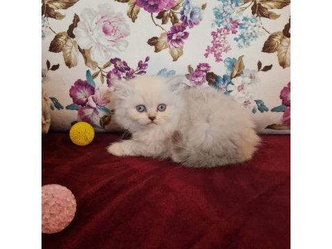 Sun kennels üretim çiftliğinden british shorthair