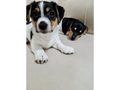 2 aylık orjinal safkan jack russell yavrular