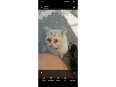 Sokata buldu ama şu an gayet iyi durumda tatlı bir kedi