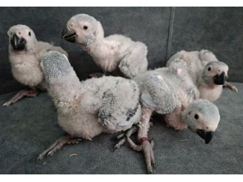 Yerli üretim iri boy jako papağanı