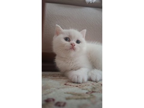 Pamuk british shorthair kızımız