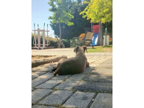 Kızıl doberman