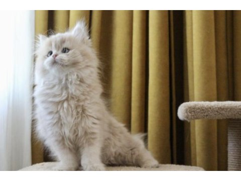Pofuduk ayıcık british longhair