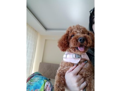 1 yaşında toy poodle