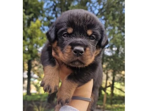 Rottweiler yavrular teslime hazır