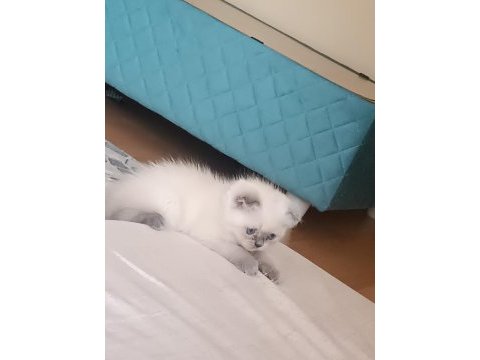 Scottish fold blue point 2 aylık dişi