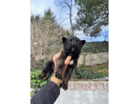 Orjinal belçika kurtları