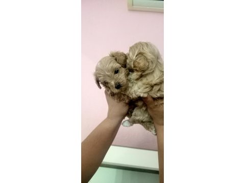 Sıfır burun maltipoo
