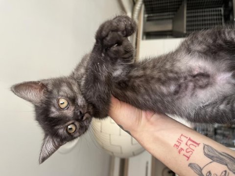 Silver yavru british longhair