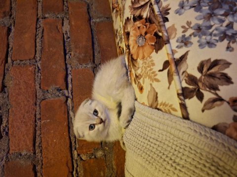 Saf kan scottish fold