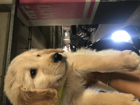 Golden retriever beyaz gülen yüz