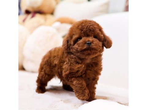 Show kalıte toy poodle yavrularım