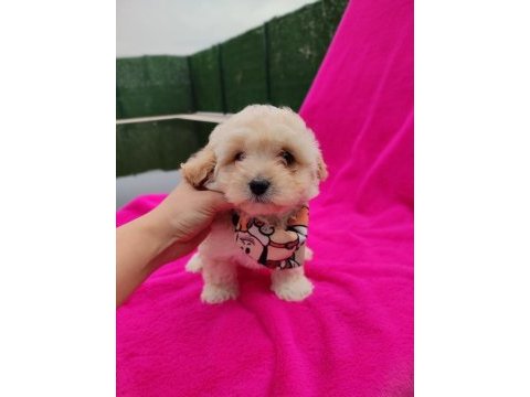 Yavru maltipoo köpeği