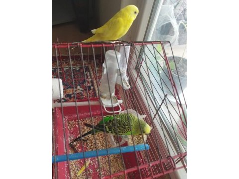 Sarı olan dişi ve yavru yeşil 2 yaşında kuşum