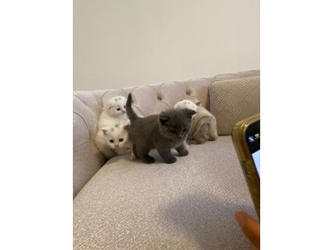 British shorthair ve scottish yavrularımız