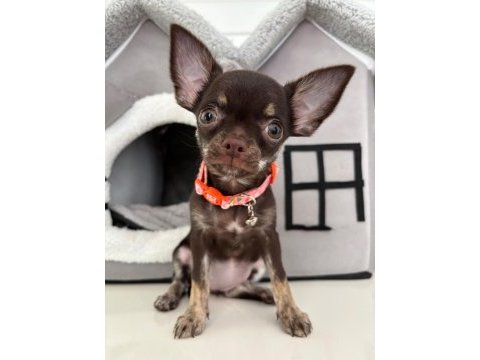 Harika 4 aylık choco dişi chihuahua elma kafa