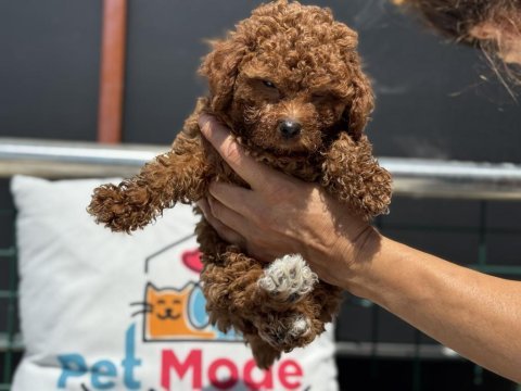 Petmode köpek çiftliğinde ziyarete açık kore maltipoo