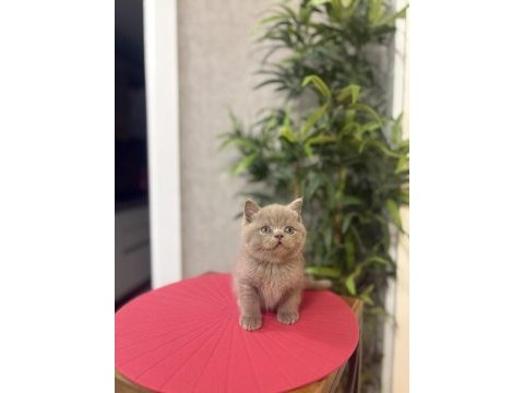 Özel renk brıtısh shorthair yavrularım 