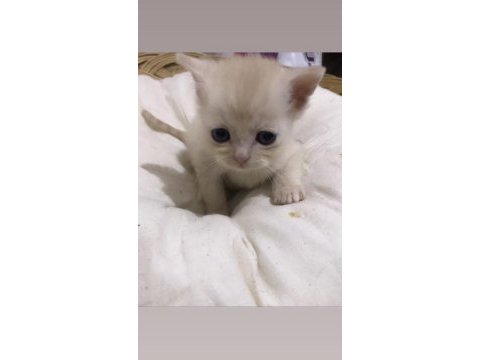 Sahiplendirilmeye hazır british shorthair