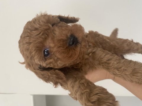 Toy poodle bebeğimiz için ulaşın