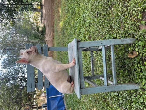 Her renk ve türde french bulldog mevcuttur