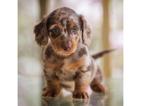 Premium longhair dachshund – zarif uzun tüyleriyle