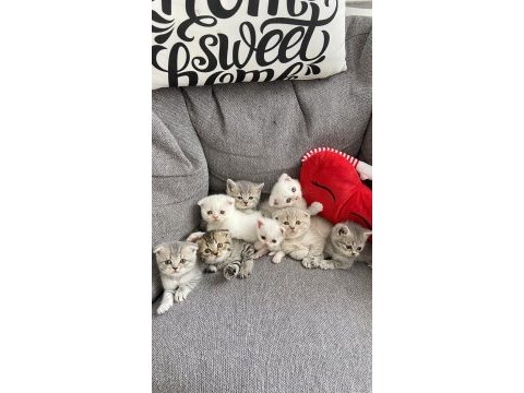 Yavru scottish fold kedilerim