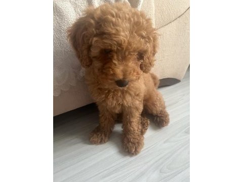 2.5 aylık koyu renk toy poodle