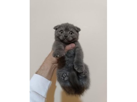 Gri ve bluepoint scottish fold