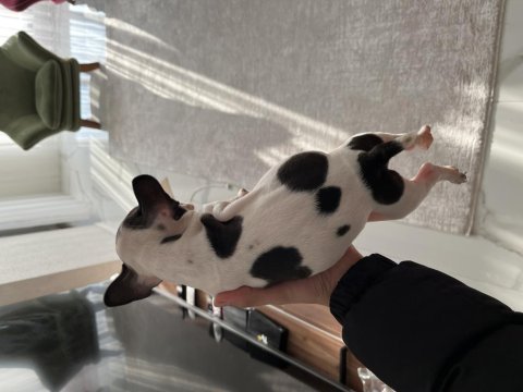 Acil sahiplendirilecek french bulldog