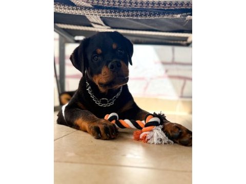 A şecereli erkek rottweiler yavrularım