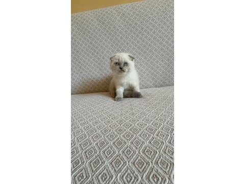 Scottish fold ve british shorthair yavrularımız