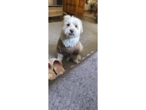 Terrier köpeğimiz