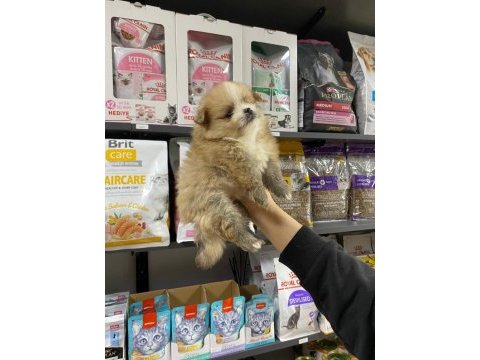 Erkek bebek pomeranian