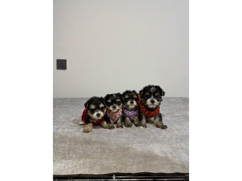 Minnak yavru köpeklerimiz