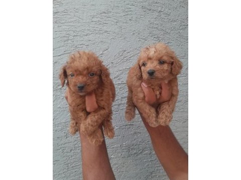 Toy poodle yavrularımız bir birinden güzel