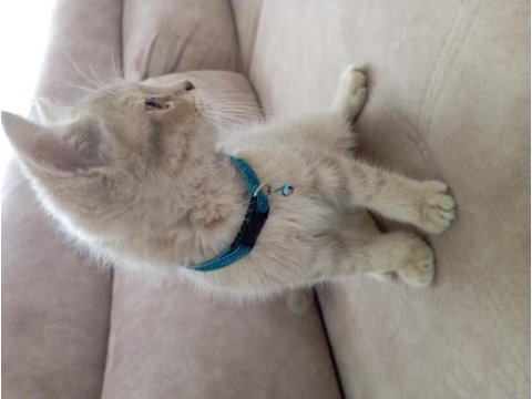 Çok insancıl yavrularımız british shorthair